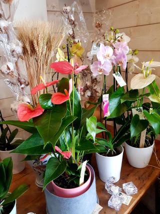 Fleuriste Le Chêne et Fleurs 0