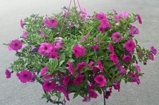 Fleuriste Un Brin de Folie - Artisan Fleuriste de Fleurville 0