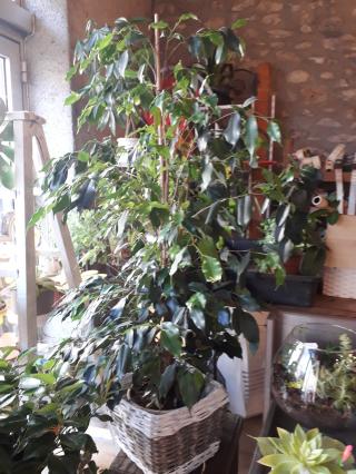 Fleuriste Le Cellier Fleuri 0