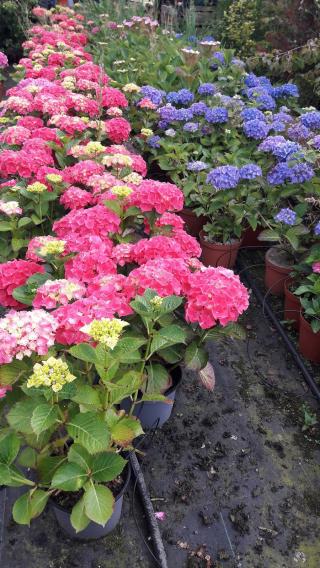 Fleuriste Pépinières du Littoral 0