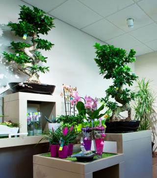 Fleuriste Le Jardin des Fleurs 2