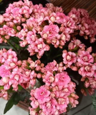 Fleuriste Créa'Flore 0