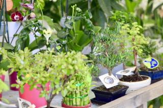 Fleuriste LES FLEURS DU NIL 0