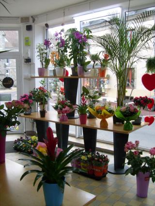 Fleuriste Montjoffre Jean-Yves AHUN 0