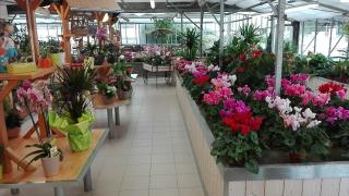 Fleuriste Les floralies gavrayennes 0