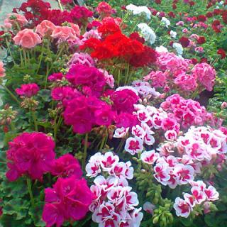 Fleuriste Fernandez - Horticulteur - Fleurs 0