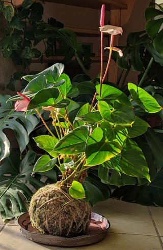 Fleuriste Un Jardin Suspendu 0