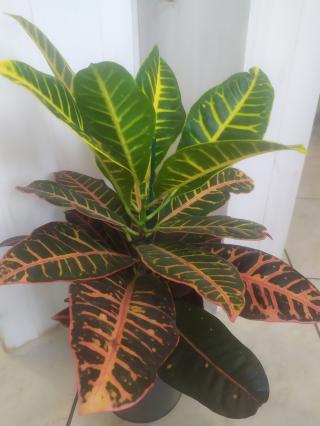 Fleuriste Tillandsia Fleurs 0