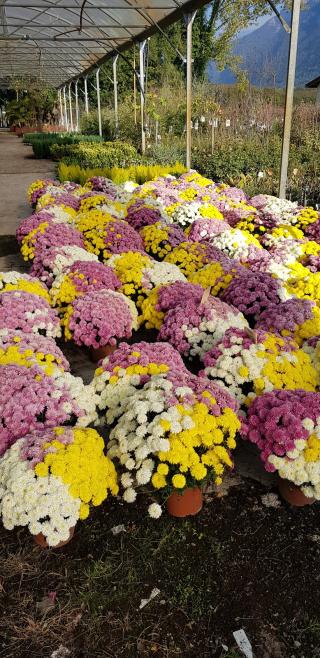 Fleuriste Isère Plantes 1