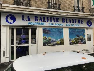 Fleuriste La Baleine Blanche 0