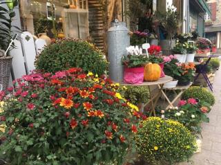 Fleuriste LA ROSE D'HASTINGS 0