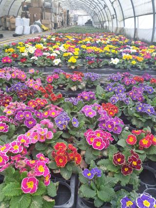 Fleuriste Établissement horticole Miont-Baque 0