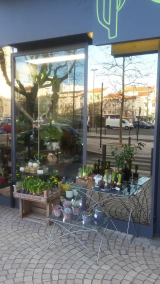 Fleuriste CACTUS CRÉATION 0