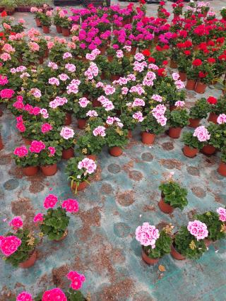 Fleuriste Fleurs d’Osserain (SCEA Marguerite) 0