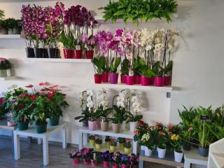 Fleuriste La rose d'or 0