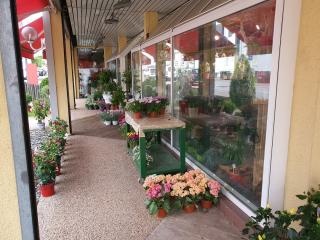 Fleuriste Merlino Fleurs by Sandra - Fleuriste Golbey 0