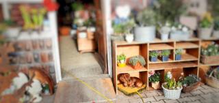 Fleuriste Les Lumineuses 0