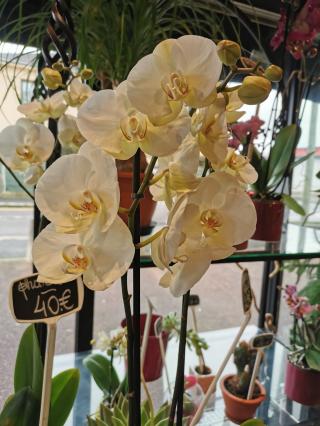 Fleuriste 1001 FLEURS 0