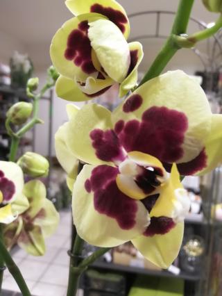 Fleuriste Rozen Fleurs 0