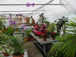 Fleuriste Végétalerie Duc Fleurs 0