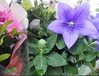 Fleuriste Le Toucan 0