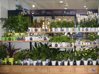 Fleuriste Monceau Fleurs 0