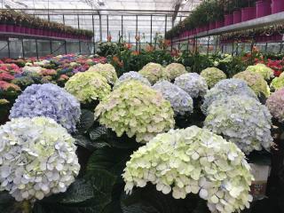 Fleuriste Brun Fleurs 0