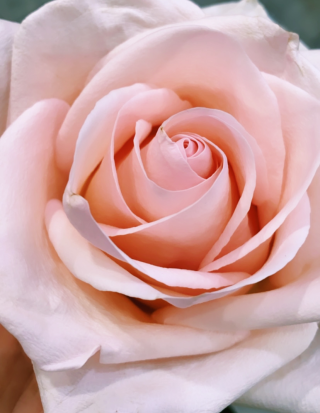 Fleuriste Prestige de fleurs Galerie Leclerc 0