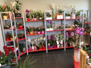 Fleuriste Pétales De Fleurs - Fleuriste Saint-Paul-Les-Dax 0