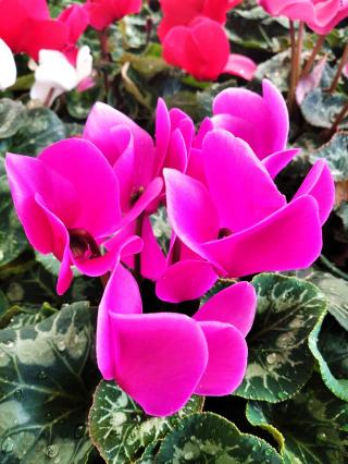 Fleuriste Servi green 0