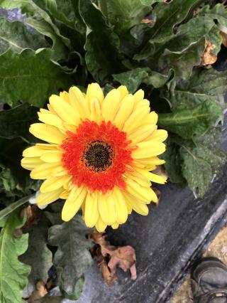 Fleuriste Maison Auda Franck et Soeurs 0