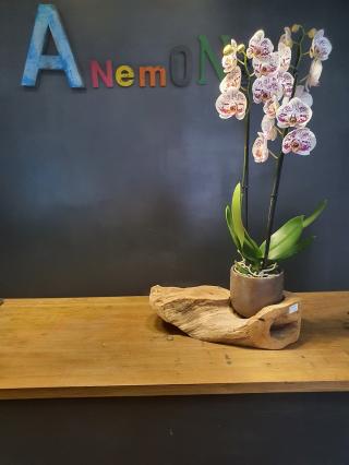 Fleuriste Anémone 2