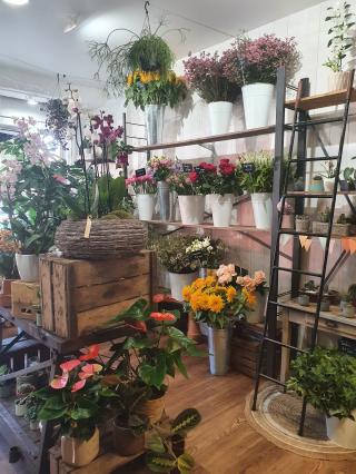 Fleuriste Anémone 0