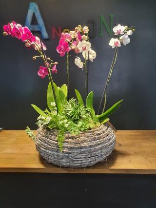 Fleuriste Anémone 0