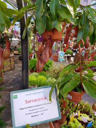 Fleuriste ENAULT-ROCHEREUIL Fleuriste 0