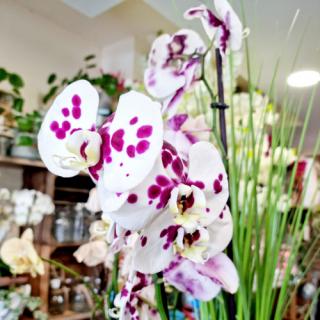 Fleuriste Florilège fleuriste à Saint Cyprien 0