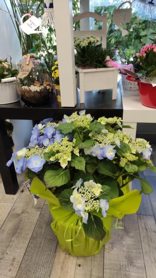 Fleuriste Le Temps d'une Fleur 0