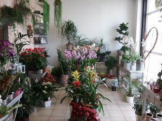 Fleuriste Vouloir des Fleurs 0