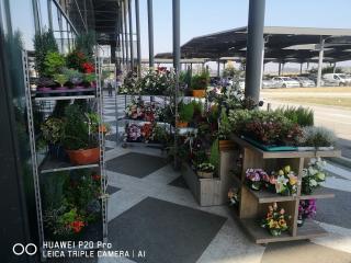 Fleuriste Le Petit Coquelicot 0