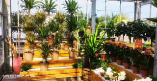 Fleuriste Casadei et Fils 0