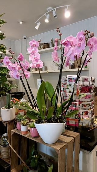 Fleuriste LES FLEURS DE BICETRE 0