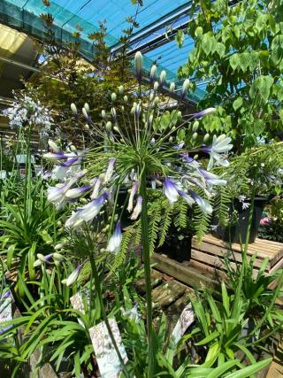 Fleuriste Truffaut 0