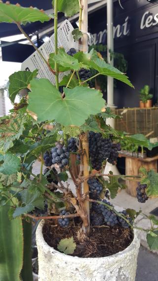 Fleuriste Parmi les fleurs - Longchamp 0