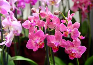 Fleuriste Fleurs Ô Naturel 0