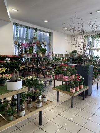 Fleuriste Orange Bleu Fleurs 1