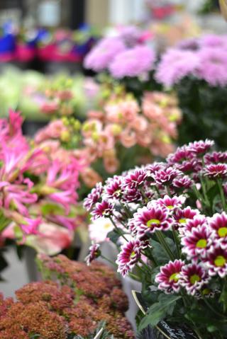 Fleuriste Le Marché aux Fleurs 0
