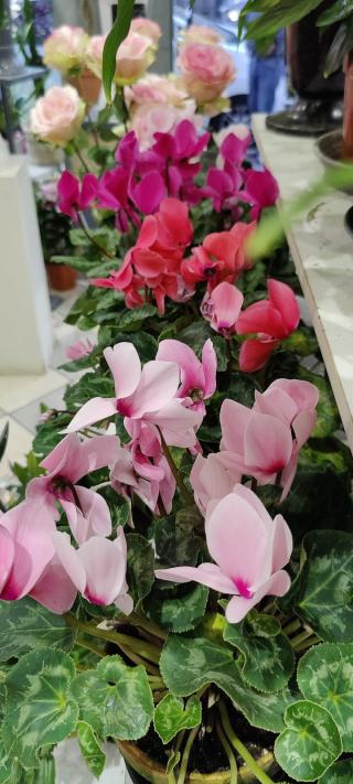 Fleuriste LUC DESSAINT 0