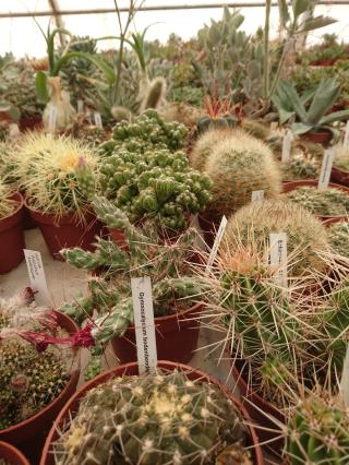 Fleuriste CACTUS LANDES 0