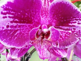 Fleuriste SOLANGE FLEURS 1