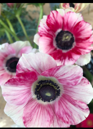 Fleuriste L'Atelier de Marie 0